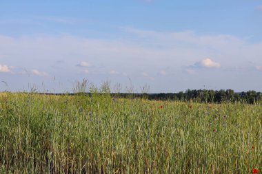 Çiçeklerle ve mavi gökyüzüyle yaz çayırı