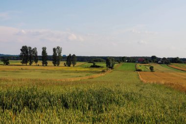 Mavi gökyüzü olan yeşil buğday tarlası.