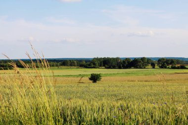 Yeşil çimenli tarla ve beyaz bulutlu mavi gökyüzü. Yeşil çimenli bir arazi.