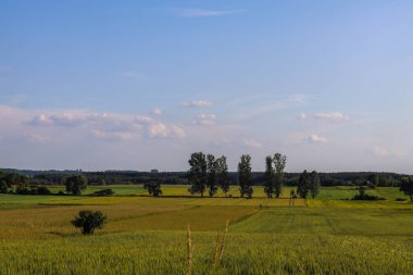 Büyük bir ağaç tarlası ve mavi gökyüzü olan güzel bir manzara.