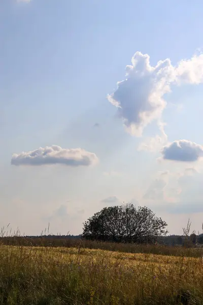Ağaçlarla ve mavi gökyüzüyle sonbahar manzarası