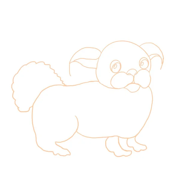 Pekingese, dog, four-legged friend, pet