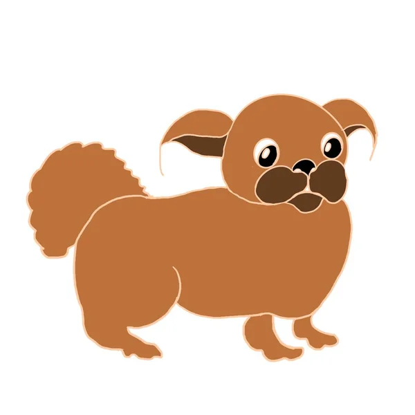 Pekinese Hund Vierbeiner Haustier — Stockfoto