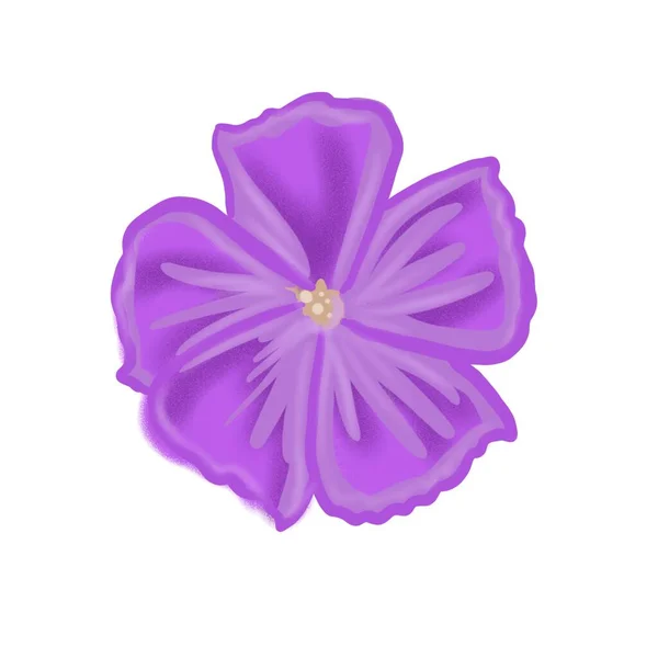 Цветок Цветок Узор Цветы Рамка Розовый Дизайн Природа Иллюстрация Украшение — стоковое фото