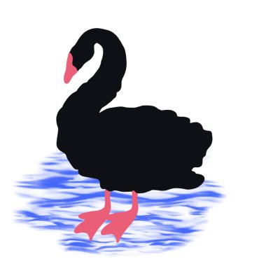 kuş, kuğu, hayvan, vektör, illüstrasyon, çizgi film, doğa, su, gaga, aşk, göl, ördek, siyah, tüy, siluet, kuşlar