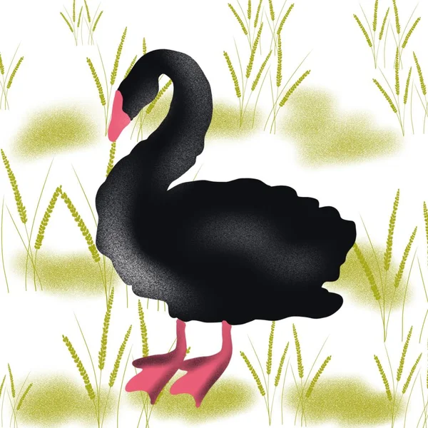   kuş, kuğu, hayvan, vektör, illüstrasyon, çizgi film, doğa, su, gaga, aşk, göl, ördek, siyah, tüy, siluet, kuşlar