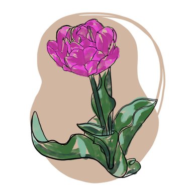 çiçek, lale, yalıtılmış, bahar, pembe, beyaz, doğa, çiçekler, kırmızı, yeşil, güzellik, çiçek, çiçek, çiçek, çiçek, çiçek, buket, güzel, mor