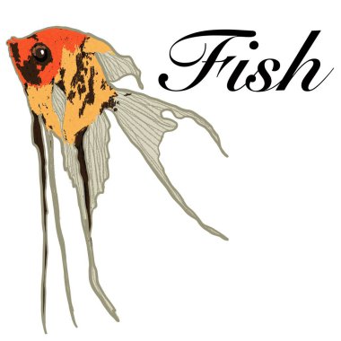   balık, akvaryum, gölet, okyanus, tropikal, egzotik, parlak çiçekler, yüzgeçler, pullar, su, göl balığı