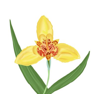   çiçek, lale, sarı, bahar, doğa, bitki, güzellik, çiçek, çiçek, çiçek, yaprak, çiçek, çiçek, zambak, çiçek, bahçe, nergis, çiçek