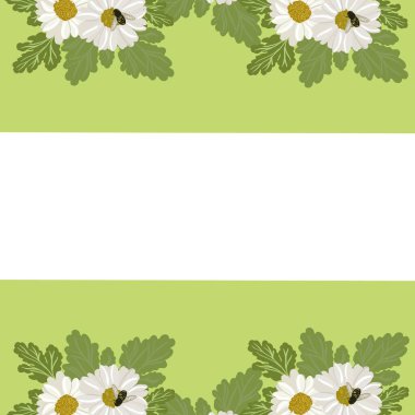 çiçek, papatya, doğa, yaz, papatya, papatya, bahar, bitki, çayır, ot, çiçek, desen, tarla, bahçe, güzellik, çiçekler, çiçek, papatya çayı