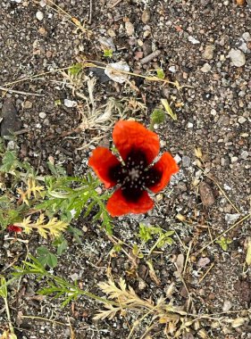   çiçek, bahar, doğa, bitki, çiçek, crocus, sarı, bahçe, kırmızı, çiçek, çiçek, çiçek, çiçek, lale