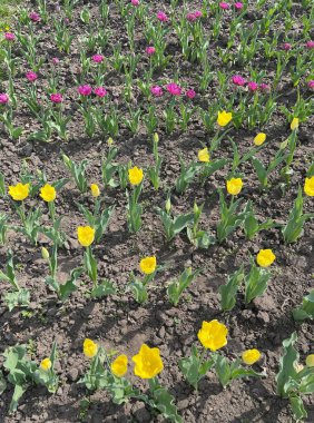 Lale, çiçek, bahar, doğa, pembe, kırmızı, bahçe, çiçek, güzellik, bitki, çiçek, izole edilmiş, çiçek, lale