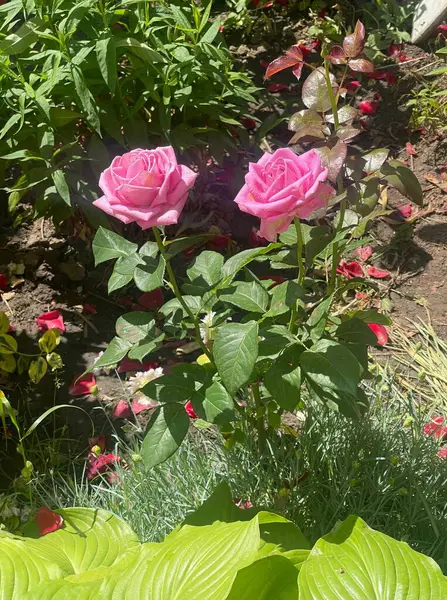 çiçek, pembe, gül, çiçek, bahçe, doğa, bitki, kırmızı, yaz, çiçek, çiçek, yaprak, gül, çiçek, çiçek,