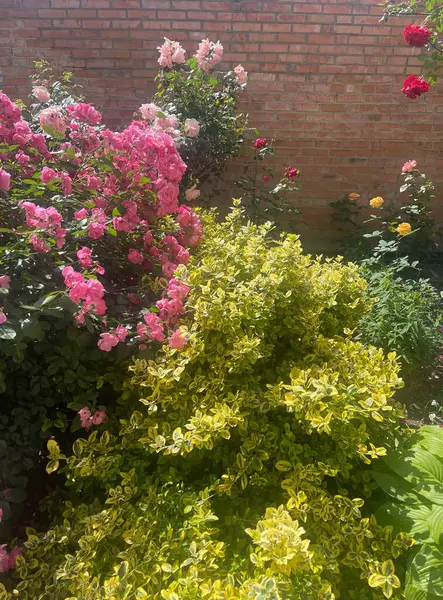 çiçek, çiçek, bahçe, pembe, doğa, bahar, bitki, çiçek, yaz, çiçek, mor, çiçek, çiçek, kırmızı, güzel