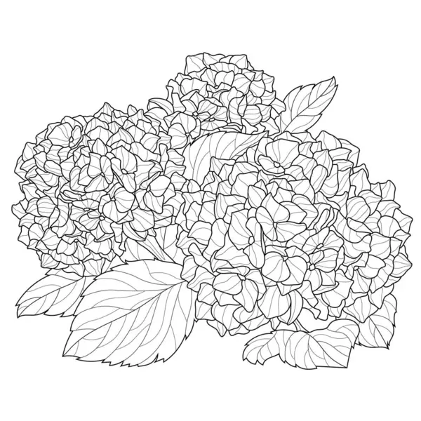 Hydrangea Coloring Page Antistress Children Adults Illustration Isolated White Background — Stock Vector
