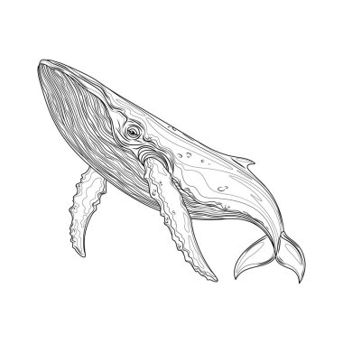 Balina. Çocuklar ve yetişkinler için boyama kitabı antistresi.