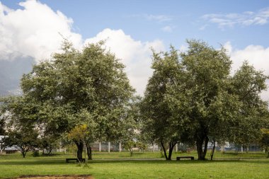Gündüz vakti parkta güzel yapraklı ve doğal bir ağaç, gövdenin ayrıntıları, dallar ve yapraklar, manzara gibi doğa, gündüz 