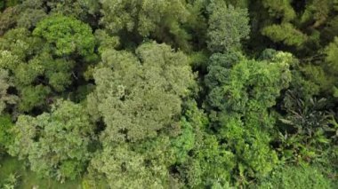 Sakin, tropikal ve yapraklı ormanın güzel manzarası, ağaçların havadan görünüşü, doğal ve ekolojik çevrenin duvar kâğıdı.
