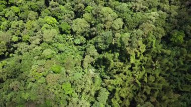 Nehirli yapraklı orman, havadan bakıldığında ağaç dokusu, doğal ve ekolojik çevre duvar kağıdı, doğa ve bitkiler.