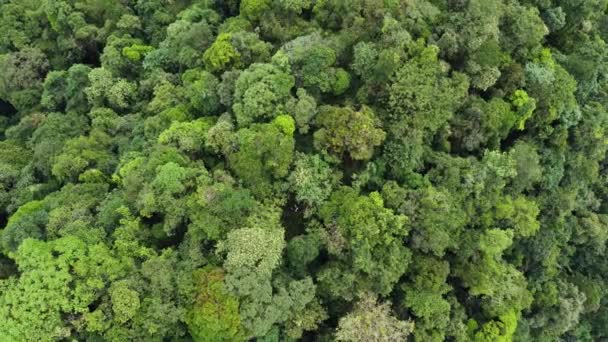Jungle Tropicale Feuillue Amérique Latine Texture Des Arbres Vue Aérienne — Video