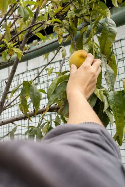 Ağaçtan şeftali toplamak, taze ve organik meyvelerle doğa, meyve bahçesinden sağlıklı yiyecekler, güneşli bir gün.