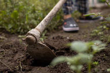 Tarla, tarım ve çevre koruma, ekme ve hasat için bir çalışma aracının sahnesi