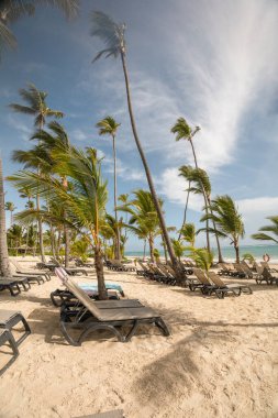 Turistik bir yer, yaz günü kumlu bir sahil, arka planda palmiye ağaçları ve deniz, sakin manzaralı duvar kağıdı.