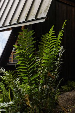 Görkemli bir eğreltiotu ağacı büyüleyici yapının önünde yükselir, tropikal alana kusursuz bir şekilde karışır ve dış uzayın doğal, sakin atmosferini güçlendirir..