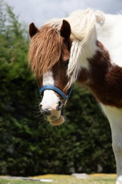 Sahne yumuşaklık ve kırsal çekiciliği çağrıştırıyor. Midilli, korunaklı doğal bir alanda huzurlu bir anın tadını çıkarıyor..