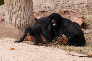 Esir bebek örümcek maymun annesine yakın ve yiyecek bir şeyler arıyor.