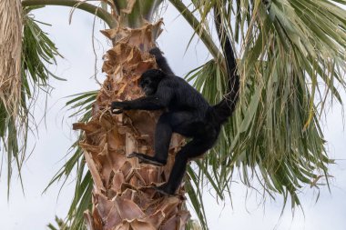 Siyah suratlı örümcek maymun esaret altında ve atıştıracak bir şeyler bekliyor.
