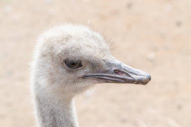 Kırmızı boyunlu devekuşu, güneşli bir günde safariniz sırasında yakın çekim yaparken merak ediyor.