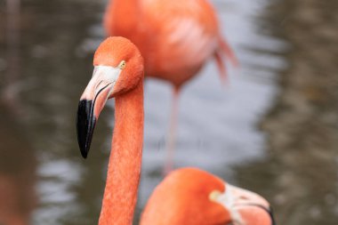 Canlı pembe flamingo, güneşli bir yaz gününde gölette dikilirken yakın plan bir portre çeker.