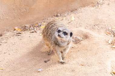 Meraklı genç mirket, güneşli bir günde yakın planda şakacıdır.