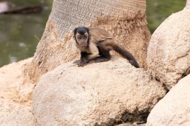 captive raised brown tufted capuchin gets a close up on a sunny day