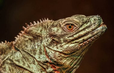 captive Philippine sailfin lizard sitting under a heat lamp gets a close up
