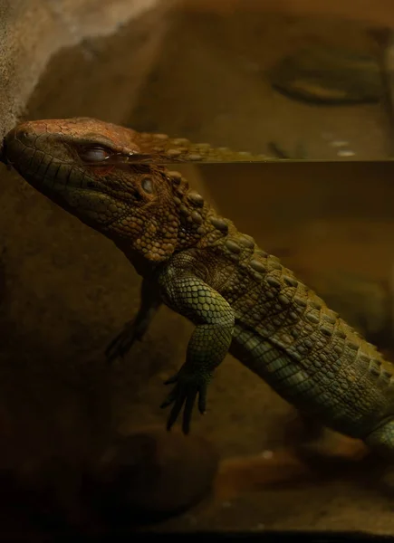 captive caiman lizard floats with eyes closed in a holding tank