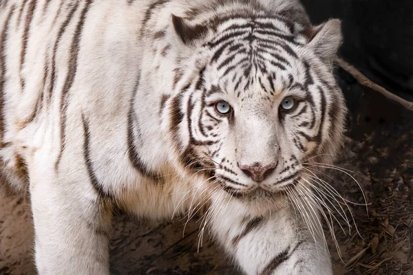 white tiger with blue eyes is walking toward the camera