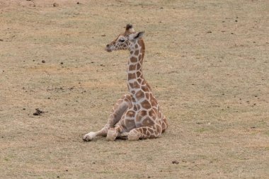 captive baby giraffe sits on the ground on a sunny day