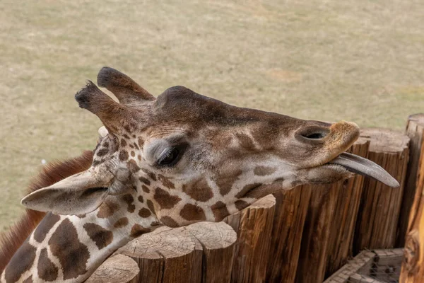 captive giraffe sticks tongue out during a close up portrait