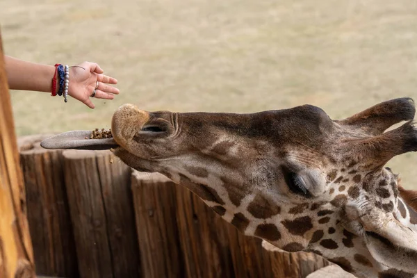 giraffe sticks out tongue for human hand to put food on