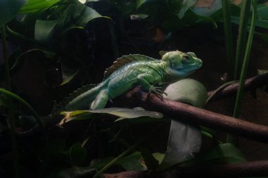 vibrant plumed basilisk is in captivity and perched on a tree limb