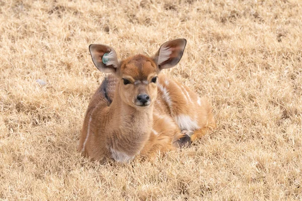 nyala antelope has been tagged in ear and is in captivity