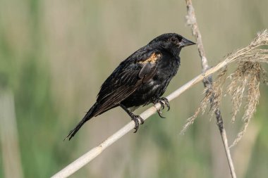 adult red winged blackbird nonbreeding male perched on a limb in the woods on a sunny day