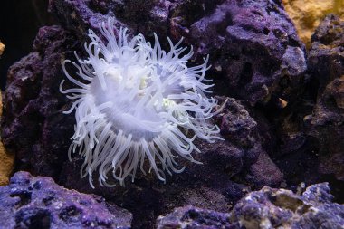fish eating anemone glows bright in a reef aquarium