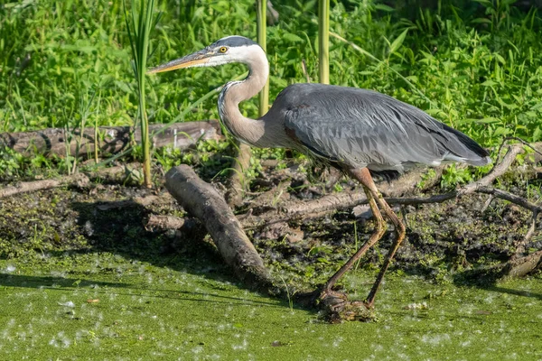 Great Blue Heron Side Profile While Perched Log Sunny Day — Stockfoto