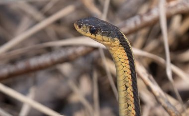 close up profile of a common garter snake as it raises up to look about clipart