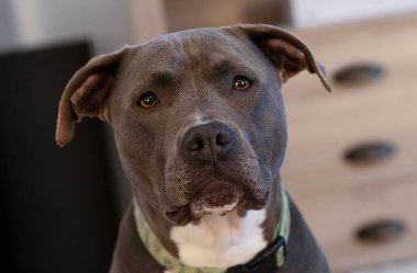 Kameraya bakarken sığ bir alan derinliği olan kadın pitbull başı vuruşu.