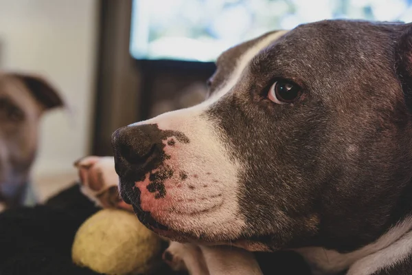 close up of a senior pitbull resting chin on paw with a tennis ball