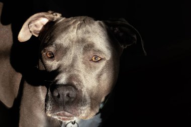 Uzaktaki bir şeye bakan dişi pitbull yavrusu için sade bir portre.